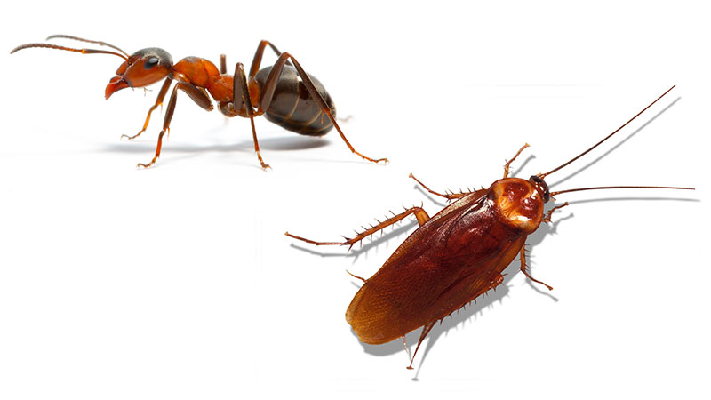 Technician inspecting a home entry point during pest treatment